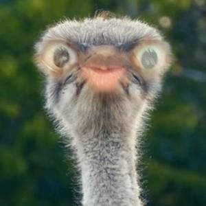 Meet your Posher, Austin